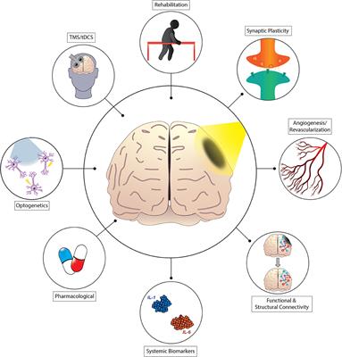 Editorial: Optical imaging and neurorehabilitation strategies after stroke